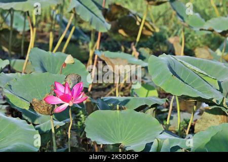 226 Rosa Lotusblume -Nelumbo nucifera- wächst an den Rändern von Yellow Water-Ngurrungurrudjba Billabong. Kakadu-Australien. Stockfoto