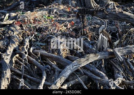 232 Australasian Darter Vogel trocknet Flügel zwischen toten Baumstämmen. Yellow Water Billabong-Kakadu-Australien. Stockfoto