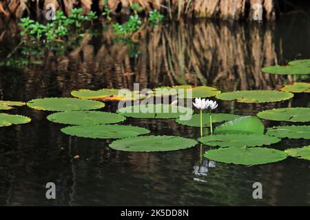 237 Weiße Seerose blüht - Nymphaea gigantea - im spiegelnden Wasser von Yellow Water Billabong. Kakadu-Australien. Stockfoto