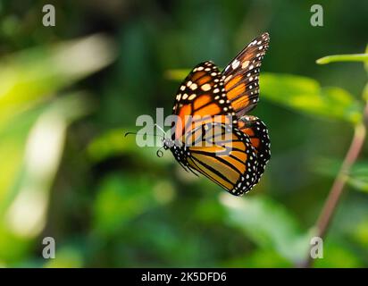 Monarch Schmetterling im Flug im Garten in Michigan, USA. Stockfoto