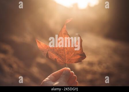 Herbstblatt in der Hand der Frau. Farben für den Sonnenuntergang. Stockfoto