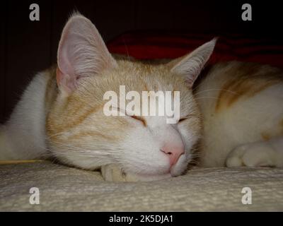 Porträt einer Katze: Elegant, schön und die Könige unter den Tieren - Hauskatzen. Im Inneren fast wie ein Schnappschuss fotografiert... Stockfoto