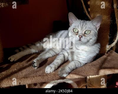 Porträt einer Katze: Elegant, schön und die Könige unter den Tieren - Hauskatzen. Im Inneren fast wie ein Schnappschuss fotografiert... Stockfoto