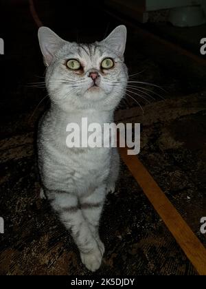 Porträt einer Katze: Elegant, schön und die Könige unter den Tieren - Hauskatzen. Im Inneren fast wie ein Schnappschuss fotografiert... Stockfoto