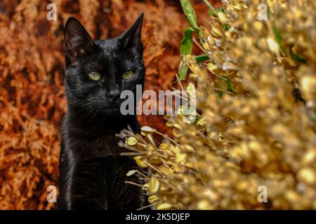 Porträt einer Katze: Elegant, schön und die Könige unter den Tieren - Hauskatzen. Im Inneren fast wie ein Schnappschuss fotografiert... Stockfoto