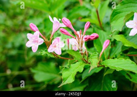 Viele hellrosa Blüten von Weigela florida Pflanze mit Blumen in voller Blüte in einem Garten in einem sonnigen Frühlingstag, schöne Outdoor-Blumen Hintergrund pho Stockfoto