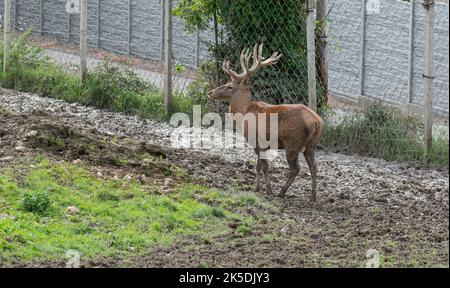 Rotwildmanagement. Hirschzucht in Gefangenschaft. Halten Sie wilde Tiere. Stockfoto