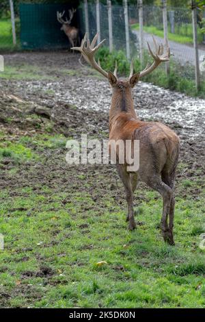 Rotwildmanagement. Hirschzucht in Gefangenschaft. Halten Sie wilde Tiere. Stockfoto