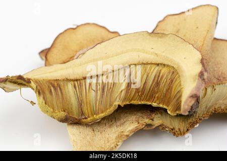 Getrocknetes Stück sommerpilz (Boletus reticulatus). Textur. Zusammenfassung. Stockfoto