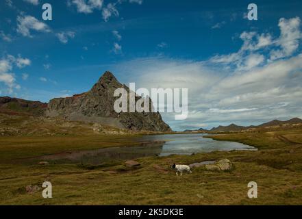 Steinböcke anayet von Aragones Pyriness in Spanien Stockfoto