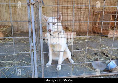 Jagdhund aus Serbien im Hundehaus Stockfoto