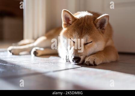 Der süße 5 Monate alte shiba-Inu-Welpe schläft auf dem Boden im sonnigen Zuhause Stockfoto