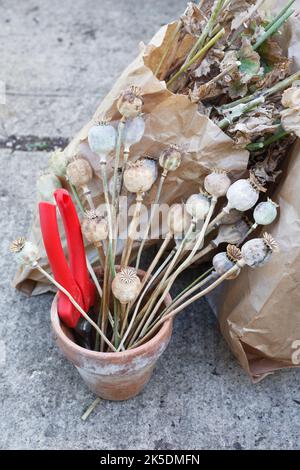 Sammeln von Blumen Samen. Stockfoto