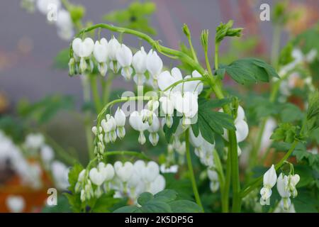 Lamprocapnos spectabilis 'Alba'. Blutendes Herz blüht in einem englischen Garten. Stockfoto