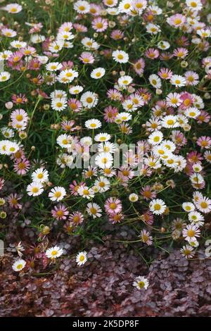 Erigeron karvinskianus Blumen. Stockfoto