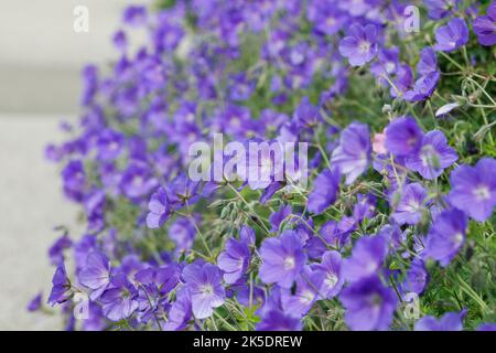 Geranium 'Rozanne' am Pfad. Stockfoto