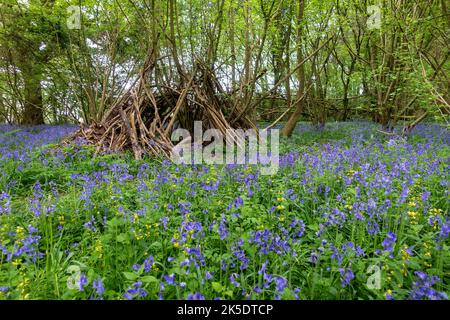 Das violette Leuchten eines Bluebells wird im Hampage Wood bei Winchester in Hampshire, England, Großbritannien, gezeigt Stockfoto