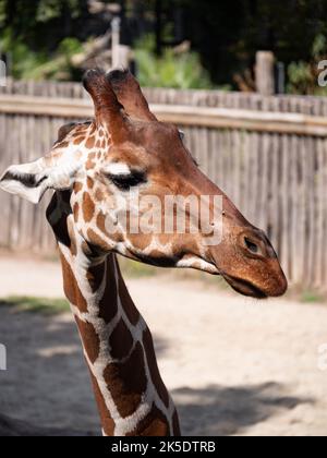 Porträtaufnahme einer Giraffe Stockfoto