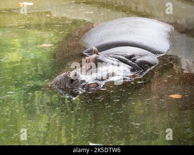 Nilpferd im Wasser Stockfoto