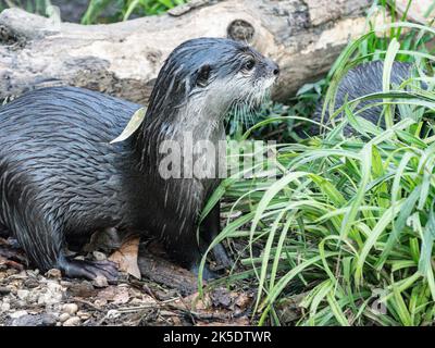 Asiatischen kurze Krallen Otter Stockfoto