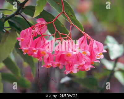 Blumen, rosa Angel Wing Begonia blühend, grüne Blätter australischen Küstengarten Hintergrund Stockfoto