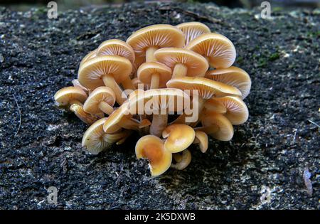 Flammulina velutipes. Dieser kleine bis mittelgroße saprobische Pilz kommt im Winter in dichten Büscheln auf exotischem und einheimischem gefallenem oder stehendem Holz. Hat eine klebrige hellgelbe bis rosig-orange braune Kappe, dunkler in den Zentae; mit einem markant samtigen Stamm, der sich von der Basis nach oben verdunkelt; ohne Ring und mit anhängenden, engen Kiemen. Gewöhnlicher Name: Samtfuß; Winterpilz. Podocarp-Wald. Riccarton, Canterbury, Neuseeland. Kredit: BSpragg Stockfoto