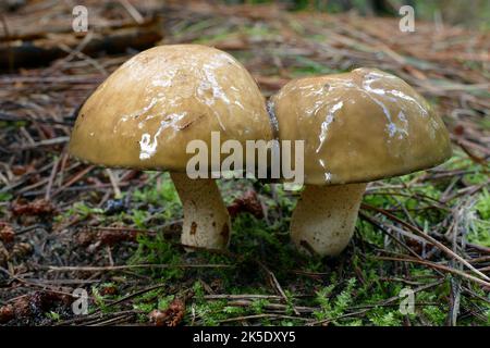 Amanita phalloides, allgemein bekannt als die Todeskappe, ist ein tödlich giftiger Basidiomycete-Pilz, einer von vielen in der Gattung Amanita. Weit verbreitet in Europa, aber jetzt in anderen Teilen der Welt keimend, bildet A. phalloides Ektomykorrhizas mit verschiedenen Laubbäumen. In einigen Fällen wurde die Sterbegrenze durch den Anbau von nicht-einheimischen Eichenarten, Kastanien und Kiefern in neue Regionen eingeführt. Die großen Fruchtkörper (Pilze) erscheinen im Sommer und Herbst. Die Farbe der Kappe ist variabel, einschließlich weißer Formen, und stellt daher keine zuverlässige Kennung dar. Kredit: BSpragg Stockfoto