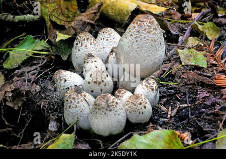 Coprinus comatus, shaggy Tintenkappe, Anwaltsperücke oder shaggy Mähne, ist ein häufiger Pilz, der häufig auf Rasen wächst, entlang Schotterstraßen und Abfallgebieten. Die jungen Fruchtkörper erscheinen zuerst als weiße Zylinder, die aus dem Boden hervorgehen, dann öffnen sich die glockenförmigen Kappen. Die Kappen sind weiß, und mit scalesÑthis bedeckt ist der Ursprung der gemeinsamen Namen des Pilzes. Die Kiemen unter der Kappe sind weiß, dann rosa, dann schwarz und sezernieren eine schwarze Flüssigkeit, die mit Sporen gefüllt ist (daher der Name „Tintenkappe“). In Neuseeland fotografiertes Exemplar. Kredit: BSpragg Stockfoto