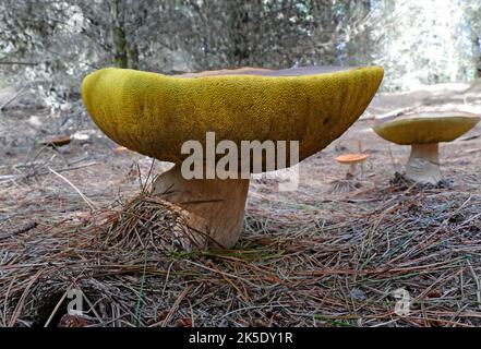 Ein Bolete ist eine Art von Pilz, oder Pilz Fruchtkörper. Er kann dank einer einzigartigen Pilzkappe identifiziert werden. Die Kappe unterscheidet sich deutlich vom Stiel. Auf der Unterseite der Kappe befindet sich in der Regel eine schwammige Oberfläche mit Poren, anstelle der für Pilze typischen Kiemen. Allerdings gibt es einige Boleten, die gefräst sind. 'Bolete' ist der englische gebräuchliche Name für Pilzarten, deren Pilzkappen dieses Aussehen haben. Die Boleten werden in der Reihenfolge Boletales klassifiziert. Nicht alle Mitglieder der Ordnung Boletales sind Boletes. ? Kredit: BSpragg Stockfoto