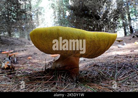 Ein Bolete ist eine Art von Pilz, oder Pilz Fruchtkörper. Er kann dank einer einzigartigen Pilzkappe identifiziert werden. Die Kappe unterscheidet sich deutlich vom Stiel. Auf der Unterseite der Kappe befindet sich in der Regel eine schwammige Oberfläche mit Poren, anstelle der für Pilze typischen Kiemen. Allerdings gibt es einige Boleten, die gefräst sind. 'Bolete' ist der englische gebräuchliche Name für Pilzarten, deren Pilzkappen dieses Aussehen haben. Die Boleten werden in der Reihenfolge Boletales klassifiziert. Nicht alle Mitglieder der Ordnung Boletales sind Boletes. ? Kredit: BSpragg Stockfoto