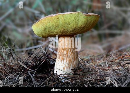 Ein Bolete ist eine Art von Pilz, oder Pilz Fruchtkörper. Er kann dank einer einzigartigen Pilzkappe identifiziert werden. Die Kappe unterscheidet sich deutlich vom Stiel. Auf der Unterseite der Kappe befindet sich in der Regel eine schwammige Oberfläche mit Poren, anstelle der für Pilze typischen Kiemen. Allerdings gibt es einige Boleten, die gefräst sind. 'Bolete' ist der englische gebräuchliche Name für Pilzarten, deren Pilzkappen dieses Aussehen haben. Die Boleten werden in der Reihenfolge Boletales klassifiziert. Nicht alle Mitglieder der Ordnung Boletales sind Boletes. ? Kredit: BSpragg Stockfoto