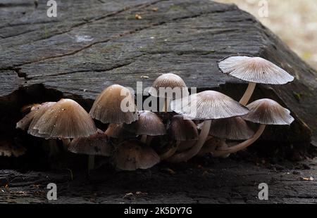 Wahrscheinlich Coprinopsis atramentaria, allgemein bekannt als die gemeinsame Tintenkappe oder Tintenkappe. Weit verbreiteter und häufiger Pilz auf der gesamten N. Hemisphäre. Pilzklumpen entstehen nach Regen von Frühjahr bis Herbst, häufig in städtischen und gestörten Lebensräumen wie leerstehenden Flächen und Rasenflächen sowie Grasflächen. Die grau-braune Kappe ist vor dem Öffnen zunächst glockenförmig, danach flacht sie sich ab und zerfällt. Das Fleisch ist dünn und der Geschmack mild. Es kann gegessen werden, ist aber giftig, wenn er mit Alkohol konsumiert wird, daher ein anderer gebräuchlicher Name, tippler's bane. Kredit: BSpragg Stockfoto