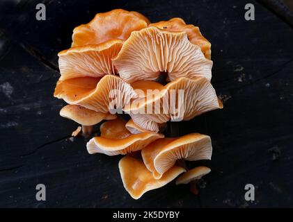 Flammulina velutipes ist eine Art von Agaren (Pilzen) aus der Familie der Physalacriaceae. Im Vereinigten Königreich wurde ihm der empfohlene englische Name Velvet Shank verliehen. Hier fotografiert im neuseeländischen Wald, wo Mykologen dort F. velutipes als eine ausgeprägte Sorte betrachten. Kredit: BSpragg Stockfoto