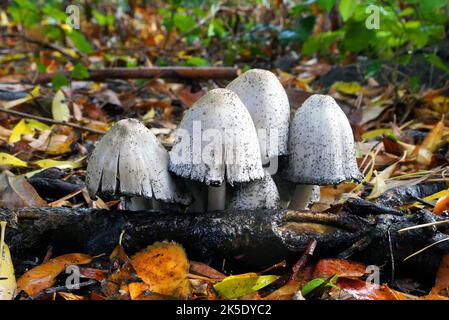 Coprinus comatus, shaggy Tintenkappe, Anwaltsperücke oder shaggy Mähne, ist ein häufiger Pilz, der häufig auf Rasen wächst, entlang Schotterstraßen und Abfallgebieten. Die jungen Fruchtkörper erscheinen zuerst als weiße Zylinder, die aus dem Boden hervorgehen, dann öffnen sich die glockenförmigen Kappen. Die Kappen sind weiß, und mit scalesÑthis bedeckt ist der Ursprung der gemeinsamen Namen des Pilzes. Die Kiemen unter der Kappe sind weiß, dann rosa, dann schwarz und sezernieren eine schwarze Flüssigkeit, die mit Sporen gefüllt ist (daher der Name „Tintenkappe“). In Neuseeland fotografiertes Exemplar. Kredit: BSpragg Stockfoto