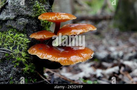 Flammulina velutipes ist eine Art von Agaren (Pilzen) aus der Familie der Physalacriaceae. Im Vereinigten Königreich wurde ihm der empfohlene englische Name Velvet Shank verliehen. Hier fotografiert im neuseeländischen Wald, wo Mykologen dort F. velutipes als eine ausgeprägte Sorte betrachten. Kredit: BSpragg Stockfoto