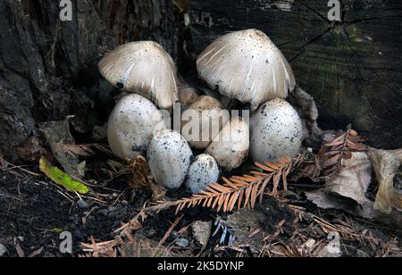 Coprinus comatus, shaggy Tintenkappe, Anwaltsperücke oder shaggy Mähne, ist ein häufiger Pilz, der häufig auf Rasen wächst, entlang Schotterstraßen und Abfallgebieten. Die jungen Fruchtkörper erscheinen zuerst als weiße Zylinder, die aus dem Boden hervorgehen, dann öffnen sich die glockenförmigen Kappen. Die Kappen sind weiß, und mit scalesÑthis bedeckt ist der Ursprung der gemeinsamen Namen des Pilzes. Die Kiemen unter der Kappe sind weiß, dann rosa, dann schwarz und sezernieren eine schwarze Flüssigkeit, die mit Sporen gefüllt ist (daher der Name „Tintenkappe“). In Neuseeland fotografiertes Exemplar. Kredit: BSpragg Stockfoto