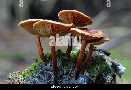 Hypholoma ist eine Pilzgattung, die aufgrund der Gemeinsamkeit von Schwefeltuft (Hypholoma fasciculare) auf Baumstümpfen in gemäßigten Wäldern ziemlich bekannt ist. Arten dieser Gattung sind leicht zu erkennen, da die dunklen Sporen einen markanten grünlichen Effekt auf der Unterseite der gelben Kappe erzeugen. Hypholoma bedeutet "Aufguss mit Fäden" wegen des fadenartigen Schleiers, der die Kappe in jungen Jahren mit dem Stamm verbindet, und für die Rhizomorphenbündel, die von der Stammbasis nach außen strahlen. Andere bekannte Arten sind H. capnoides und H. lateritium. Kredit: BSpragg Stockfoto