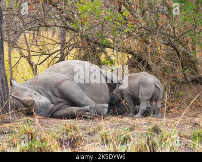 Mutter Nilpferd ruht und kleines Baby Nilpferd ist beim Säugling Stockfoto