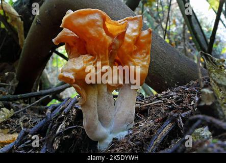 Gyromitra tasmanica. Die südliche Falschmorelle ist eine Familie von Pilzen mit Mitgliedern, die sowohl über dem Boden als auch unter dem Boden leben. Trotzdem haben diese Pilze Ähnlichkeiten in ihrem Aussehen, da die meisten Arten charakteristische Knollenfruchtkörper haben, die ein wenig wie ein Gehirn aussehen. Die bekanntesten Pilze in dieser Familie sind die der Gattung Gyromitra, besser bekannt als falsche Morellen. Kredit: BSpragg Stockfoto