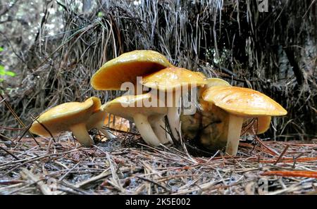 Suillus ist eine Gattung von Basidiomyceten-Pilzen aus der Familie der Suillaceae und der Ordnung Boletales. Die Arten der Gattung sind mit Bäumen aus der Familie der Kiefern (Pinaceae) assoziiert und werden hauptsächlich an gemäßigten Standorten in der N. Hemimimimizone verbreitet, obwohl einige Arten in die S. Hemimizone eingeführt wurden. Sie wurden häufig als "lipprierte Buben" bezeichnet, weil die Kappe des Fruchtkörpers manchmal schleimig ist. Der Gattungsname leitet sich vom lateinischen Sus ab und bedeutet "Schwein". Vor 1997 galt die Gattung Suillus als Teil der Familie der Boletaceae. Exemplar fotografiert in Neuseeland Kredit: BSpragg Stockfoto