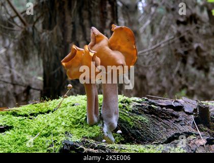 Gyromitra tasmanica. Die südliche Falschmorelle ist eine Familie von Pilzen mit Mitgliedern, die sowohl über dem Boden als auch unter dem Boden leben. Trotzdem haben diese Pilze Ähnlichkeiten in ihrem Aussehen, da die meisten Arten charakteristische Knollenfruchtkörper haben, die ein wenig wie ein Gehirn aussehen. Die bekanntesten Pilze in dieser Familie sind die der Gattung Gyromitra, besser bekannt als falsche Morellen. Kredit: BSpragg Stockfoto