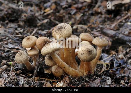 Wahrscheinlich ist Pholiota squarrosa, allgemein bekannt als die shaggy Scalycap, die shaggy Pholiota oder die schuppige Pholiota, eine Pilzart aus der Familie der Strophariaceae. Er ist in Nordamerika und Europa verbreitet und häufig ein opportunistischer Parasit, der unter Laubbäumen eine große Anzahl von Wirten hat, obwohl er auch Nadelbäume infizieren kann. Es kann auch als Saprobe leben, die Nährstoffe aus zersetztem Holz ableitet. Der Pilz wächst in der Regel in Clustern an der Basis von Bäumen und Baumstümpfen. Obwohl sie für einige essbar ist, kann sie giftig sein, besonders wenn sie in Kombination mit Alkohol konsumiert wird. BSpragg Stockfoto