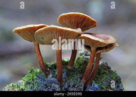 Pholiota ist eine Gattung kleiner bis mittlerer, fleischiger Pilze aus der Familie der Strophariaceae. Sie sind Sasonden, die typischerweise auf Holz leben. Die Gattung hat eine weit verbreitete Verbreitung, vor allem in gemäßigten Regionen, und enthält etwa 150 Arten. Pholiota leitet sich vom griechischen Wort pholis ab, was "Scale" bedeutet. Die Gattung Pholiota umfasst Pilze mit schuppigen, klejeartigen bis trockenen Deckflächen, die häufig auf Holz oder an den Basen von Bäumen oder an verfallenden Baumwurzeln wachsen, sowie Sporen, die in der Ablagerung BSpragg braun, hellbraun oder gelblich-braun sind Stockfoto