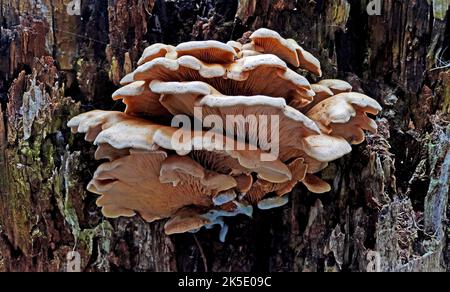 Wahrscheinlich ist der Peurotus pulmonarius, allgemein bekannt als die indische Auster, italienische Auster, phönixpilz oder die Lungenauster, ein Pilz, der dem Pleurotus ostreatus, der Perlenauster, sehr ähnlich ist, aber mit einigen merklichen Unterschieden. Die Kappen des Pulmonarius sind viel blasser und kleiner als ostreatus und entwickeln sich mehr aus einem Stamm. P. pulmonarius bevorzugt auch wärmeres Wetter als ostreatus und wird später im Sommer erscheinen. Ansonsten werden Geschmack und Anbau der beiden Arten im Allgemeinen als weitgehend gleich beschrieben. ? Kredit: BSpragg Stockfoto