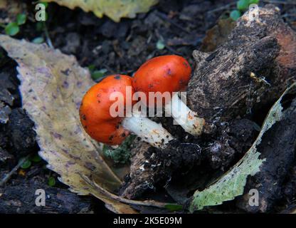 Leratiomyces erythrocephalus, allgemein bekannt als der rote Beutelpilz, ist eine Pilzarten aus der Familie der Strophariaceae. Zuerst von Louis RenŽ Tulasne 1845 wissenschaftlich als Secotium erythrocephalum beschrieben und später 1958 von den amerikanischen Mykologen Rolf Singer und Alexander H. Smith nach Weraroa überführt, erhielt es 2008 seinen heutigen Namen. Es wird in Neuseeland gefunden, wo dieses Exemplar fotografiert wurde. Kredit: BSpragg Stockfoto