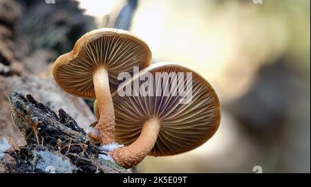 Pholiota ist eine Gattung kleiner bis mittlerer, fleischiger Pilze aus der Familie der Strophariaceae. Sie sind Sasonden, die typischerweise auf Holz leben. Die Gattung hat eine weit verbreitete Verbreitung, vor allem in gemäßigten Regionen, und enthält etwa 150 Arten. Pholiota leitet sich vom griechischen Wort pholis ab, was "Scale" bedeutet. Die Gattung Pholiota umfasst Pilze mit schuppigen, klejeartigen bis trockenen Deckflächen, die häufig auf Holz oder an den Basen von Bäumen oder an verfallenden Baumwurzeln wachsen, sowie Sporen, die in der Ablagerung BSpragg braun, hellbraun oder gelblich-braun sind Stockfoto