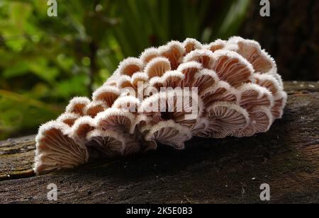 Schizophyllum commune ist eine Pilzarten der Gattung Schizophyllum. Der Pilz ähnelt welligen Wellen von dicht gepackten Korallen oder losen chinesischen Fächern. „Gillies“ oder „Split Kiemen“ variieren von cremig-gelb bis hellweiß. Die Kappe ist klein, 1Ð4cm breit mit einer dichten, aber schwammigen Körperstruktur. Er wird weltweit in freier Wildbahn auf verfallenden Bäumen nach Regenzeiten gefunden, gefolgt von trockenen Zaubersprüchen, wo die Pilze natürlich gesammelt werden. Bekannt für seinen hohen medizinischen Wert und sein aromatisches Geschmacksprofil. Es hat immunmodulatorische, antimykotische, antineoplastische & antivirale Eigenschaften?Credit: BSpragg Stockfoto