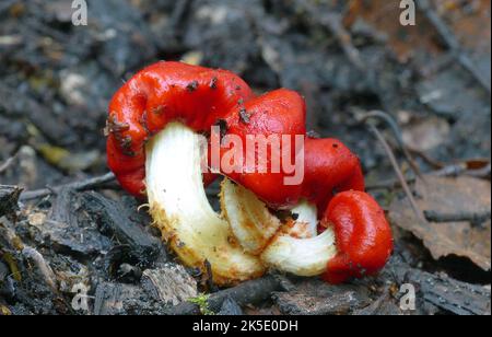 Leratiomyces erythrocephalus, allgemein bekannt als der rote Beutelpilz, ist eine Pilzarten aus der Familie der Strophariaceae. Zuerst von Louis RenŽ Tulasne 1845 wissenschaftlich als Secotium erythrocephalum beschrieben und später 1958 von den amerikanischen Mykologen Rolf Singer und Alexander H. Smith nach Weraroa überführt, erhielt es 2008 seinen heutigen Namen. Es wird in Neuseeland gefunden, wo dieses Exemplar fotografiert wurde. Kredit: BSpragg Stockfoto