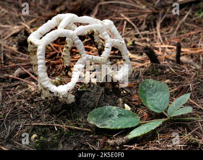 Ileodictyon cibarium ist eine saprobische Pilzarten aus der Familie der Phallaceae. Er stammt aus Australien und Neuseeland, wo er allgemein als Korbpilz oder weißer Korbpilz bekannt ist, der auf seine Fruchtkörper anspielt, die wie eine runde oder ovale Kugel mit verschachtelten oder lattierten Ästen geformt sind. In der Geometrie wird diese Form als ein platonischer Dodekaeder-Festkörper bezeichnet. Obwohl die unreifen kugelförmigen Fruchtkörper angeblich essbar sind, riecht der reife Fruchtkörper übel und ist teilweise mit einer Schleimschicht bedeckt, die Sporen (Gleba) auf den Innenflächen enthält. Kredit: BSpragg Stockfoto