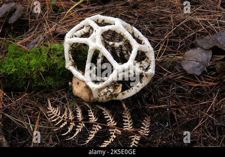 Ileodictyon cibarium ist eine saprobische Pilzarten aus der Familie der Phallaceae. Er stammt aus Australien und Neuseeland, wo er allgemein als Korbpilz oder weißer Korbpilz bekannt ist, der auf seine Fruchtkörper anspielt, die wie eine runde oder ovale Kugel mit verschachtelten oder lattierten Ästen geformt sind. In der Geometrie wird diese Form als ein platonischer Dodekaeder-Festkörper bezeichnet. Obwohl die unreifen kugelförmigen Fruchtkörper angeblich essbar sind, riecht der reife Fruchtkörper übel und ist teilweise mit einer Schleimschicht bedeckt, die Sporen (Gleba) auf den Innenflächen enthält. Kredit: BSpragg Stockfoto